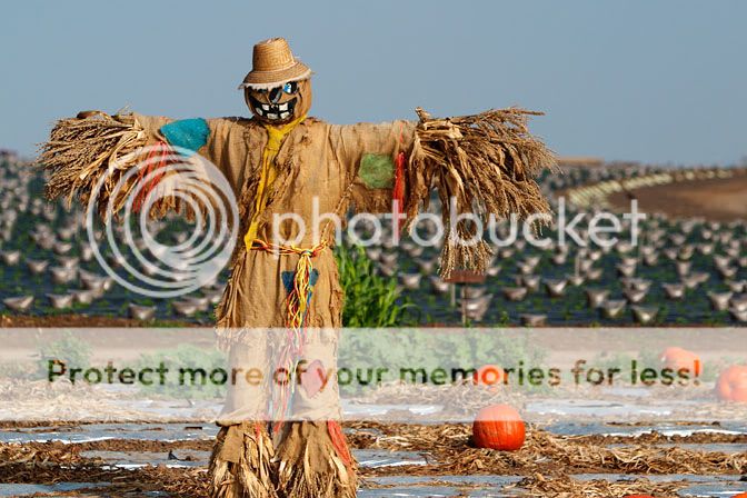Electric Scarecrow