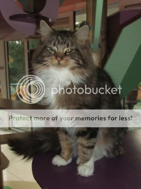 DSCF2701.jpg?t=1289083550