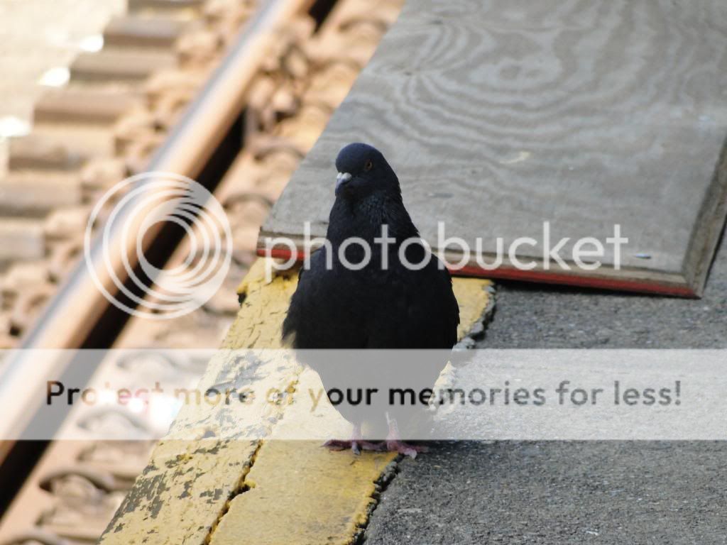 Posted Image