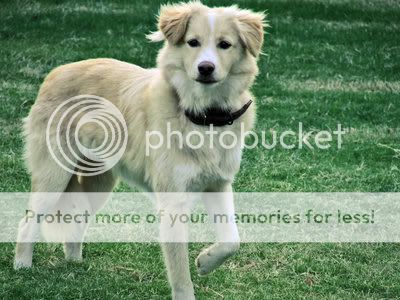 Australian+Shepherd+Golden+Retriever+Mix ... Golden Retriever Mix Image - Australian Shepherd Golden Retriever Mix