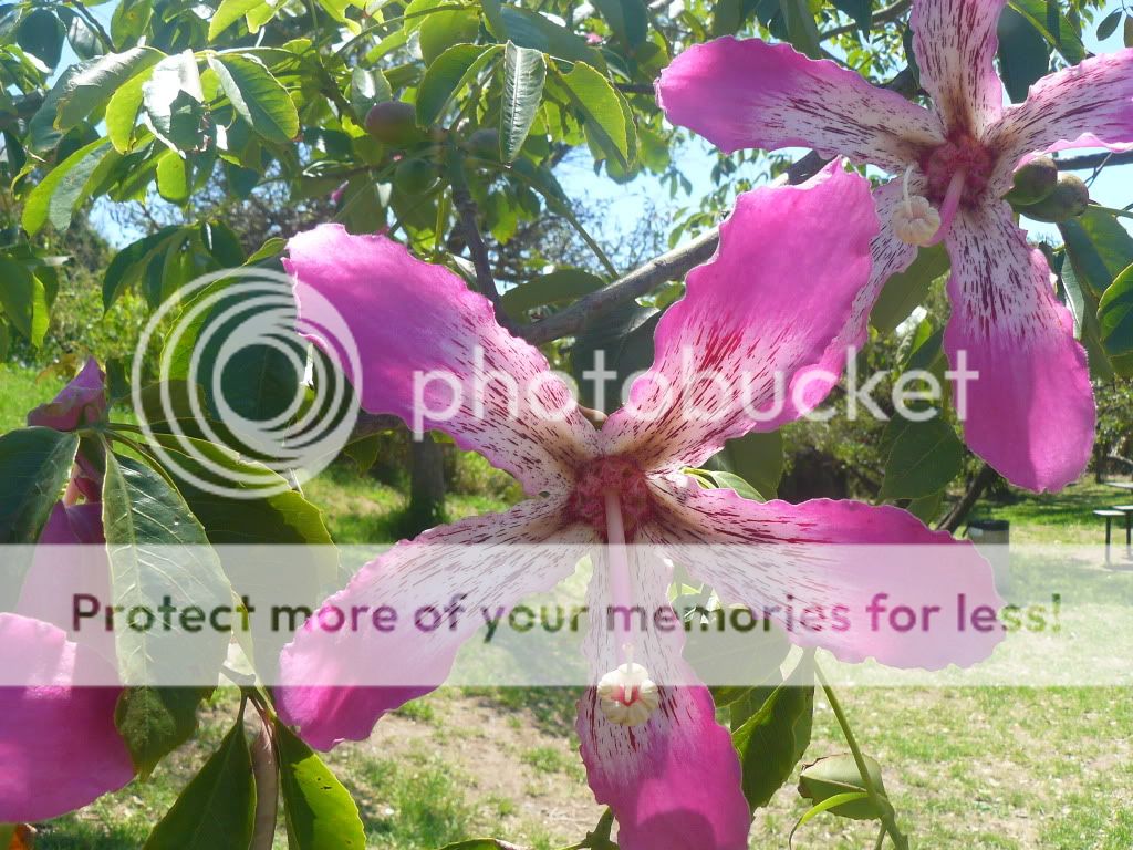 fotos fotos