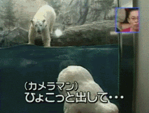 japanese game show photo: Japanese Game Show 104ox7k.gif